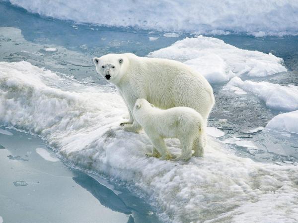 Zwierzęta bieguna północnego - 1. Niedźwiedź polarny