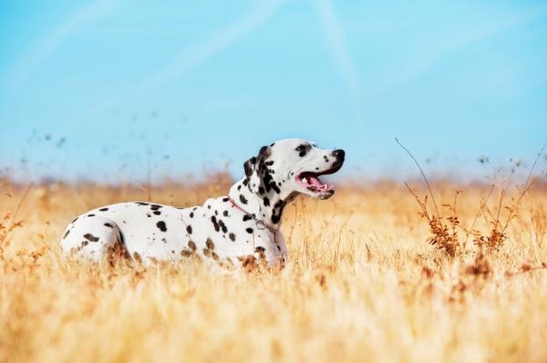 Imiona dla psów dalmatyńczyków - Imiona dla psów dalmatyńczyków pochodzenia chorwackiego