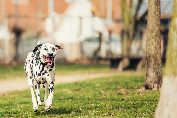 Nazwy psów dalmatyńskich - inne urocze imiona dla żeńskich i męskich psów dalmatyńskich