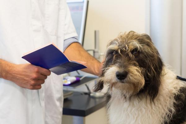 5 kompulsywnych zachowań u psów - Jak leczyć OCD u psów?