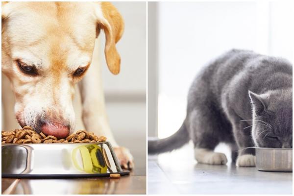 Jak uniemożliwić mojemu psu jedzenie karmy dla kotów?  - Sztuczki zapobiegające zjedzeniu przez psa karmy dla kota