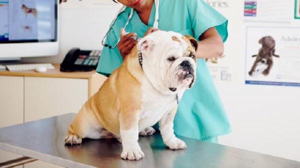 Harmonogram szczepień dla psów - Harmonogram szczepień w Hiszpanii