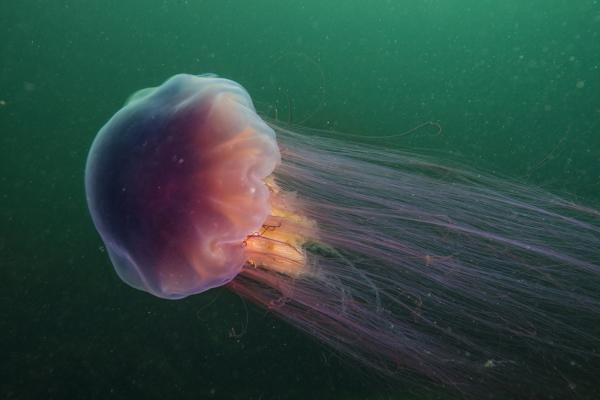 Ciekawostki meduzy - Istnieje gatunek olbrzymich rozmiarów