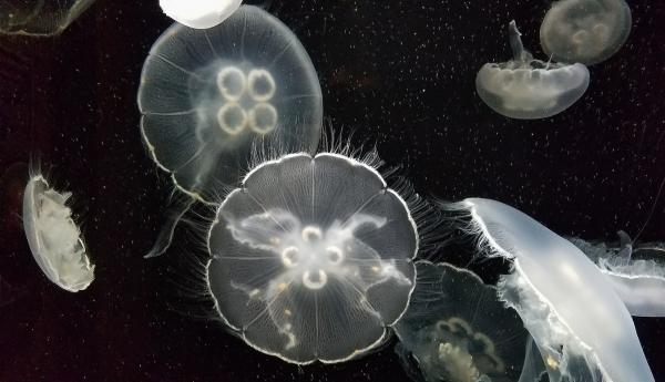 Ciekawostki meduzy - Mają ciało pełne światła