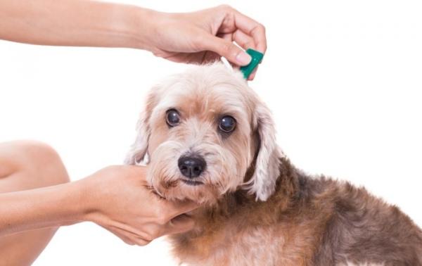 Czy szczepionka przeciw leiszmanii jest skuteczna u psów?  - Jak zapobiegać leiszmaniozie u psów?