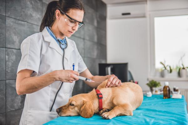 Czy konieczne jest szczepienie psów co roku?  - Dlaczego szczepienia są tak ważne dla psów? 