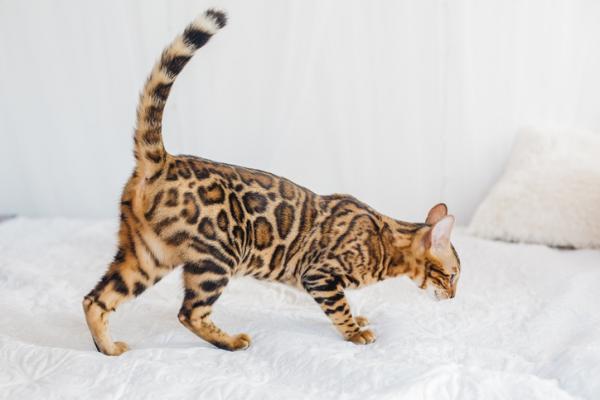 Rasy kotów, które wyglądają jak tygrysy - 1. Kot bengalski