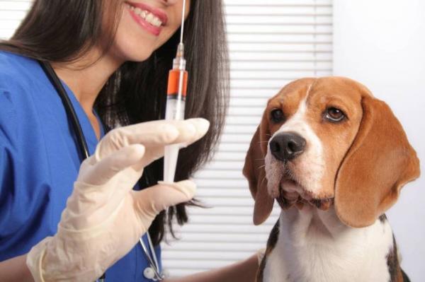 Najczęstsze reakcje poszczepienne u psów - Porady końcowe.