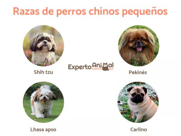 Chińskie rasy psów — małe chińskie rasy psów