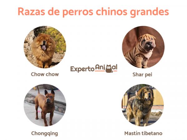 Chińskie rasy psów — duże chińskie rasy psów
