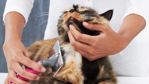Wskazówki dotyczące higieny i pielęgnacji kota w domu - Krok 2