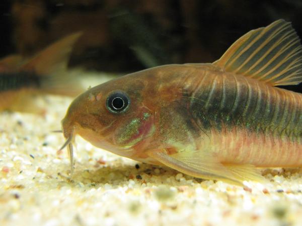 Pielęgnacja skalary - zalecane ryby do życia z skalarami