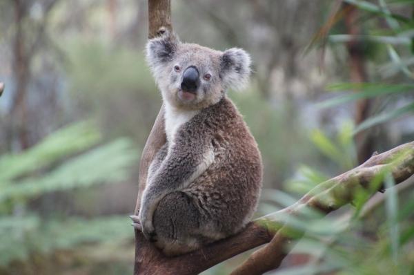 Ile śpi koala?  - Charakterystyka koali