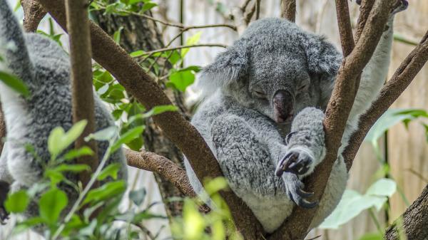 Ile śpi koala?  - Ile godzin śpi koala?