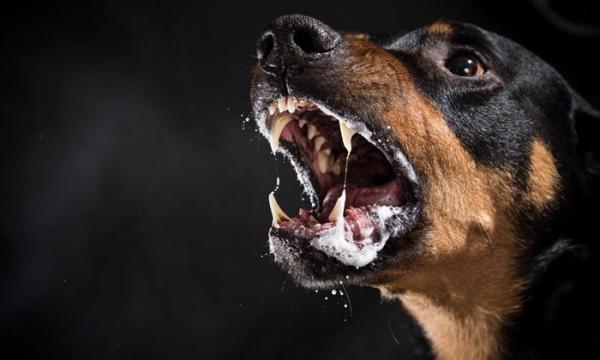 Szczepionka przeciwko wściekliźnie dla psów - Kompletny przewodnik - Szczepionka przeciwko wściekliźnie u psów