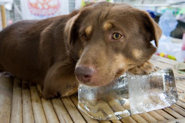 Jak sprawdzić, czy mój pies jest gorący?  - Co zrobić, jeśli mój pies jest gorący?