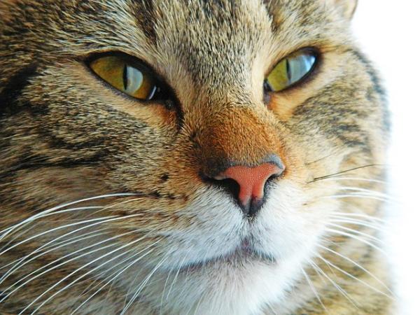 Wskazówki, jak powstrzymać kota przed miauczeniem - dowiedz się, dlaczego miauczy