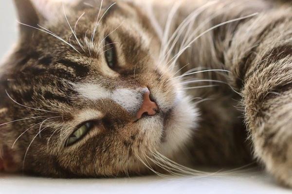 Pentawalentna szczepionka dla kotów - Do czego służy i skutki uboczne - Skutki uboczne pięciowalentnej szczepionki dla kotów