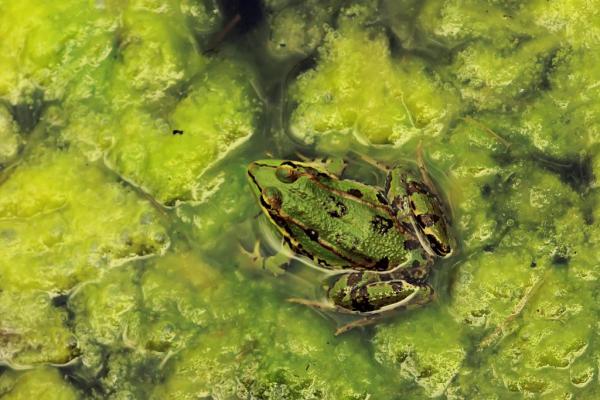 Co jedzą żaby?  - Karmienie żab - Co jedzą zielone żaby?