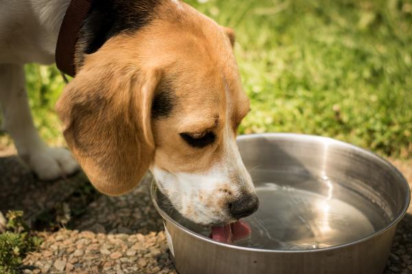 Dlaczego mój pies nie pije wody?  - Jak zmusić psa do picia wody?