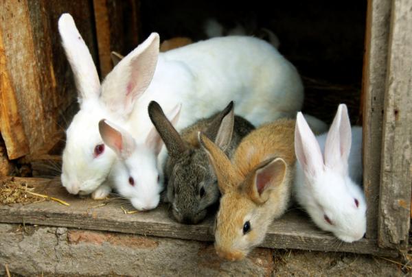 Szczepionki dla królików - Inne szczepionki dla królików