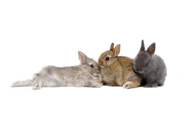 Szczepionki dla królików – inne środki zapobiegawcze nad królikami