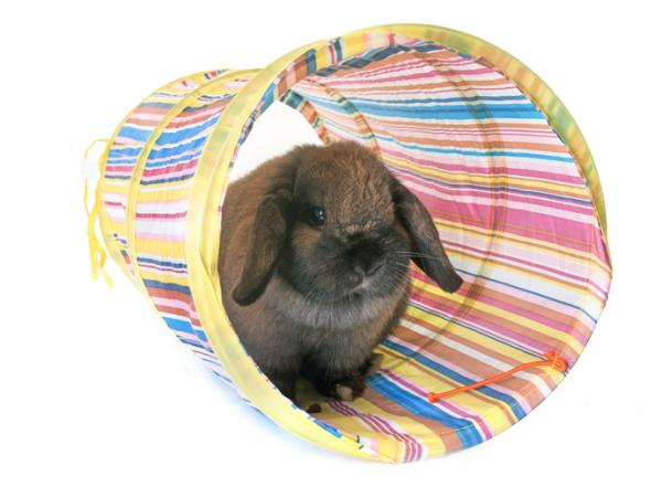 Najlepsze zabawki dla królików - Tunele dla królików