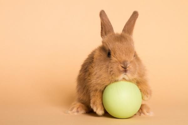 Najlepsze zabawki dla królików - kulki królika