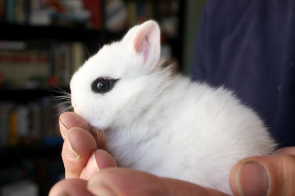Rasy królików i ich cechy - Hotot's White