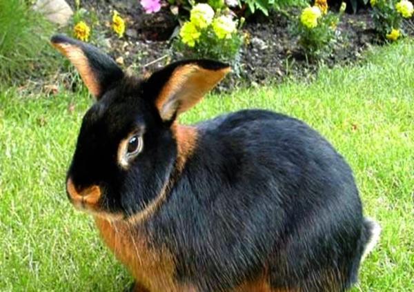Rasy królików i ich cechy - Tan