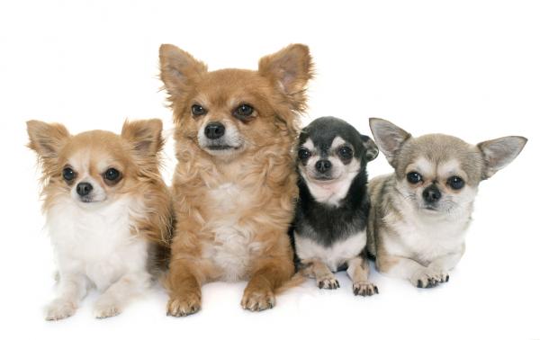 W jakim wieku pies Chihuahua przestaje rosnąć?  - Jaką wagę powinien przybrać pies Chihuahua?