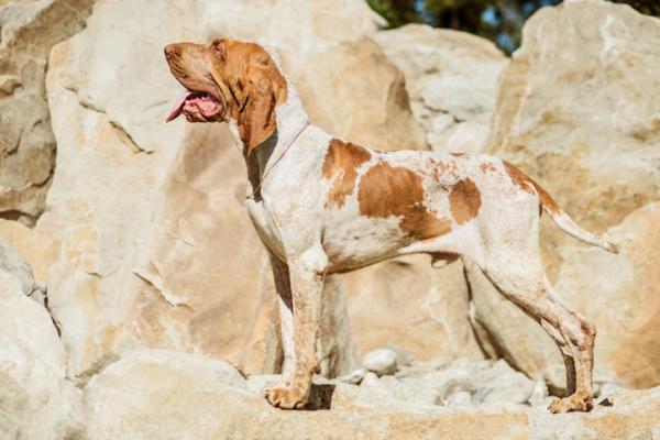 Rodzaje psów krótkowłosych - Wyżeł Włoski krótkowłosy