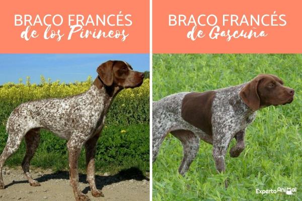 Rodzaje psów krótkowłosych - Wyżeł Francuski Krótkowłosy 