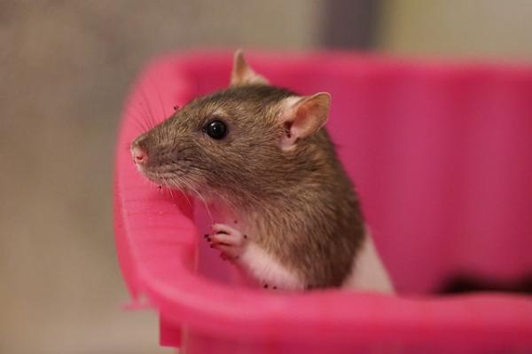Imiona dla samców i samic szczurów - Imiona dla samic szczurów