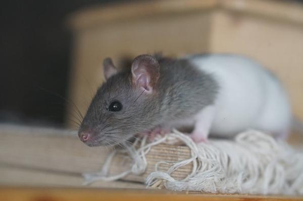 Imiona dla samców i samic szczurów - Nie znalazłeś odpowiedniej nazwy dla swojego szczura?