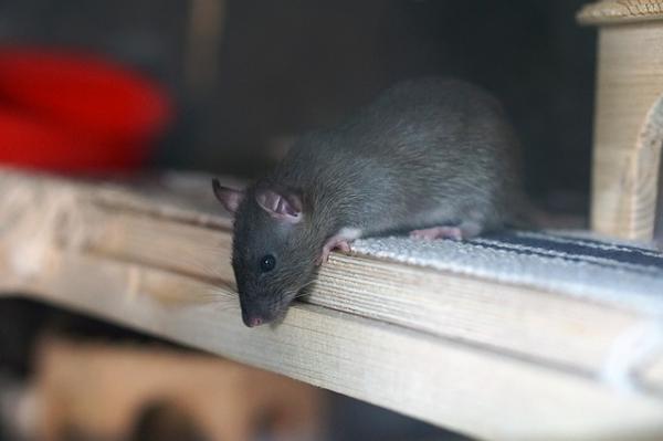 Imiona dla szczurów płci męskiej i żeńskiej - Jak poprawnie wybrać imię dla szczura?