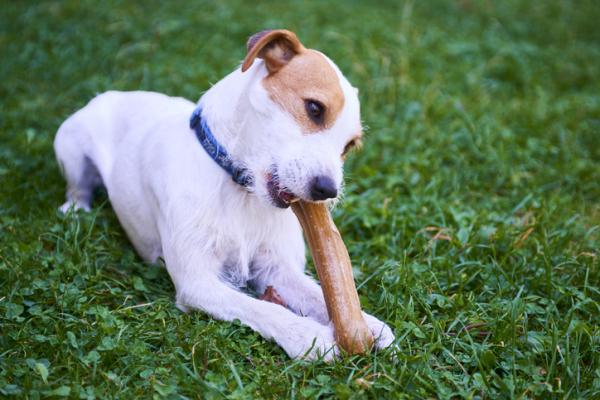 Cętkowane rasy psów - 5. Parson Russell Terrier