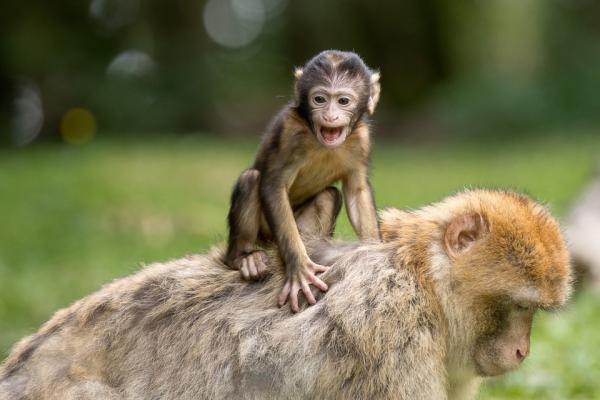 Czy możesz mieć małpę jako zwierzę domowe?  - Hodowla małp w niewoli i jej wpływ na zachowanie