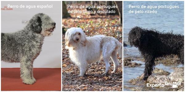 Różnice między hiszpańskim psem dowodnym a Portugalczykiem - A jakie są różnice między hiszpańskim psem dowodnym a Portugalczykiem?