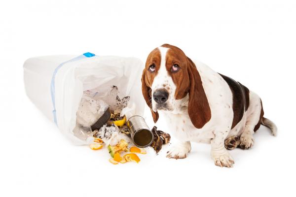 Sztuczki uniemożliwiające psu otwieranie kosza na śmieci - Dlaczego mój pies je śmieci?