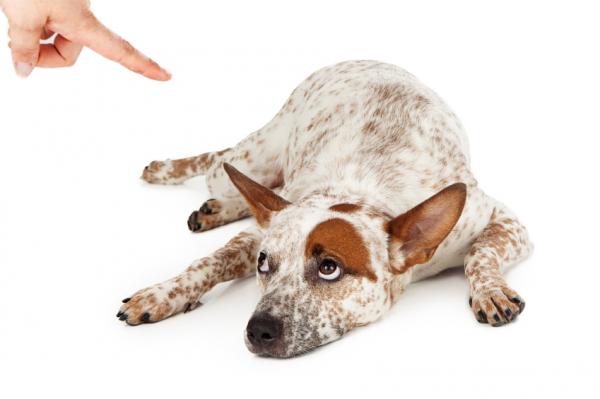 5 typowych błędów podczas besztania psa - 1. Karcenie psa poza czasem 