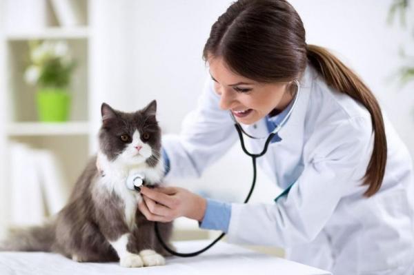 Czy ibuprofen można podawać kotu?  - Co mogę dać kotu na ból?