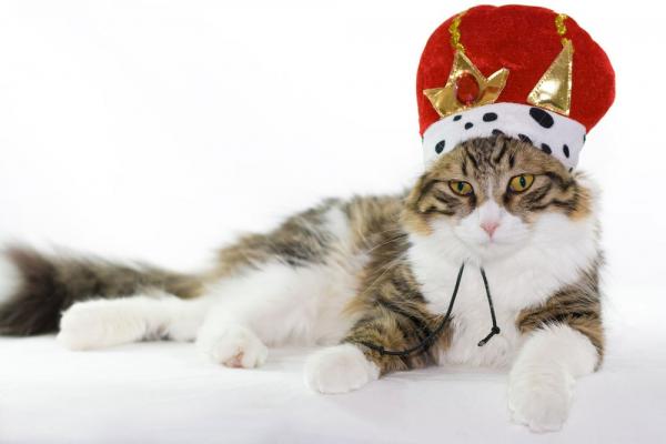 Teoria obcego kota - kot, królewskość i boskość