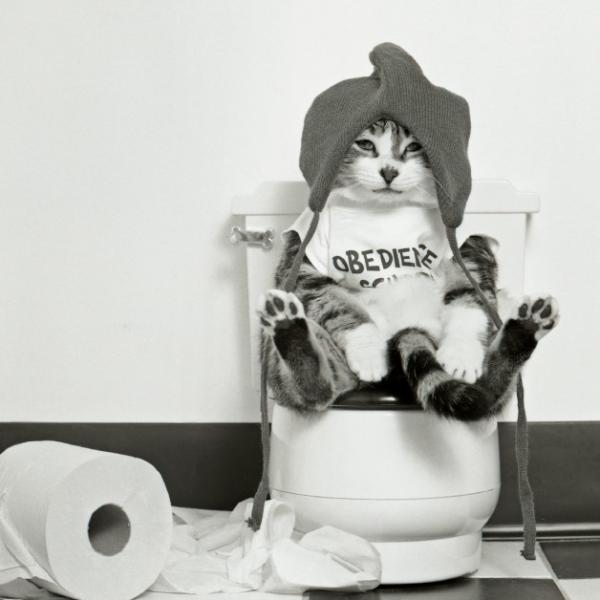 Teoria obcego kota - higiena zdradza swoje międzygwiezdne pochodzenie