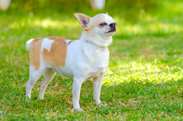 13 małych ras psów, które nie rosną dużo - 6. Chihuahua