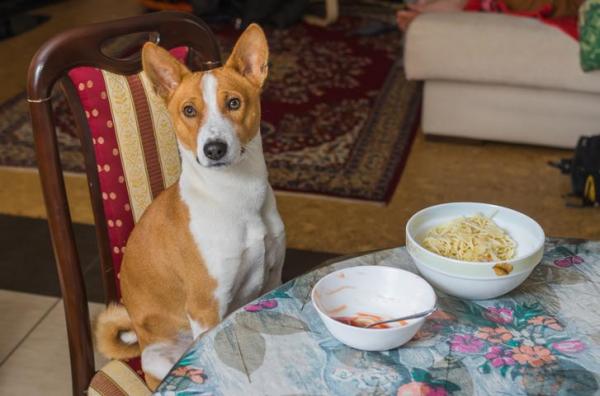Czy psy mogą jeść makaron?  - dzienna ilość domowej karmy dla psów z makaronem