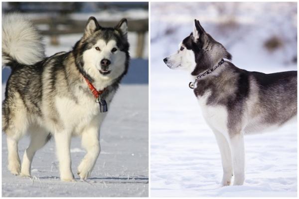Różnice między Alaskan Malamute a Siberian Husky - różnice w charakterach