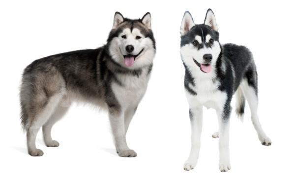 Różnice między Alaskan Malamute a Siberian Husky - różnice fizyczne