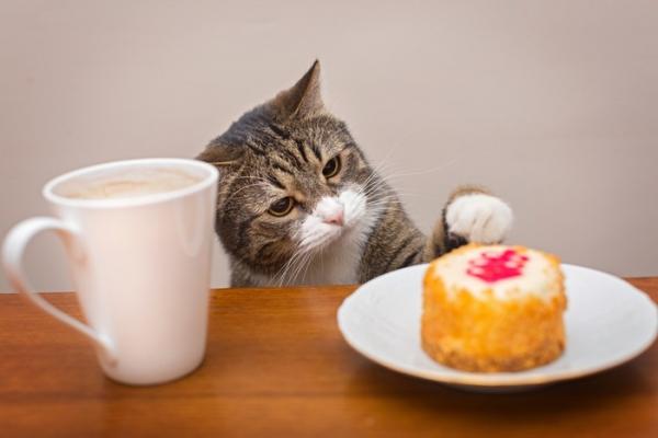 Meatloaf for Cats - Zaskocz swojego kota tym domowym kotletem w jego urodziny!