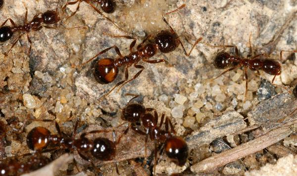 10 najbardziej trujących owadów na świecie - 7. Czarna mrówka ognista (Solenopsis richteri) 